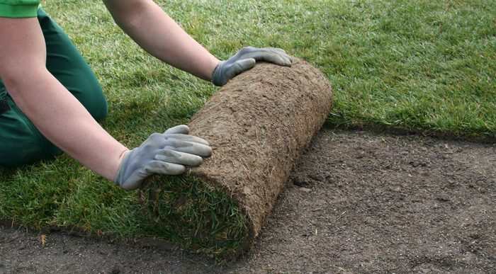Man placing fresh grass sod on soil for new garden.