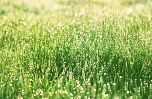 Vibrant green grass field with glistening water droplets.