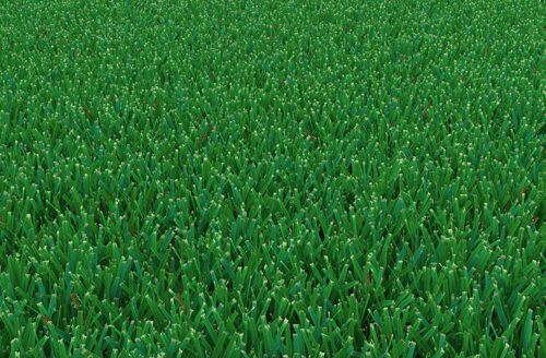 A lush green grass field dotted with small green plants, creating a vibrant and serene natural landscape.