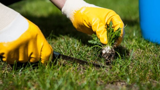 Lawn Care Tips for Early Spring