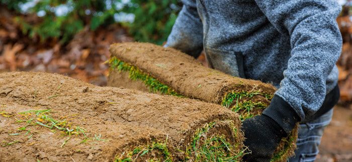 A man stands holding a large roll of Monarch SOD, showcasing its vibrant green color and texture against a neutral background.