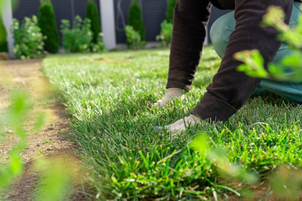 A person kneels on the ground carefully trimming the grass with garden shears