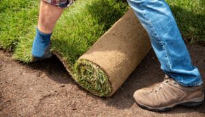 A person wearing blue jeans, brown hiking boots, and blue socks is unrolling a roll of fresh green sod onto prepared brown soil next to an already laid section of vibrant green lawn.