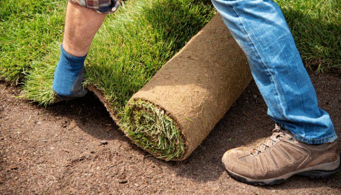 Maintenance Tips for New Sod