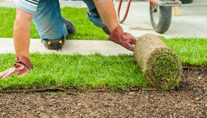 A person wearing blue jeans, a striped shirt, and brown work gloves is kneeling and unrolling a roll of vibrant green sod onto prepared soil next to an already laid section of lawn and a concrete walkway. A wheelbarrow is partially visible in the background.