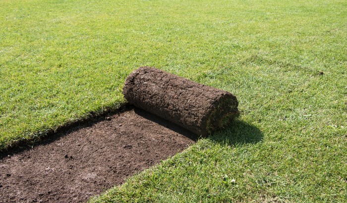 Best Sod for Clay Soil