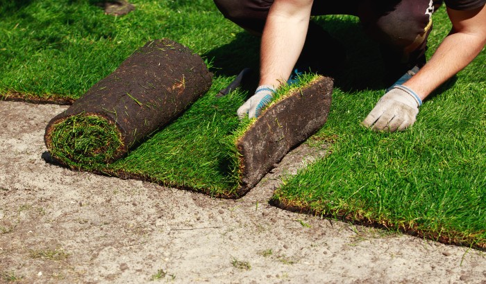 Man installing sod grass.