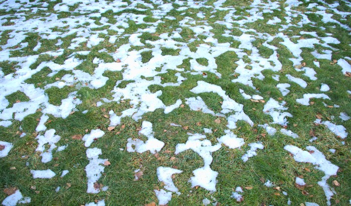 Sod Maintenance: How Do You Take Care of Sod in Winter?