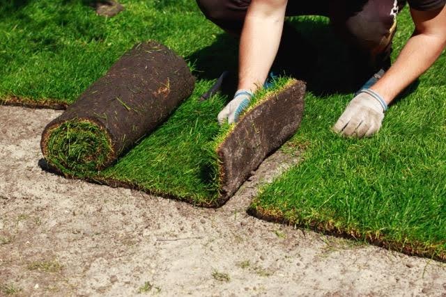 A man is unrolling a fresh roll of grass on the ground in a garden setting
