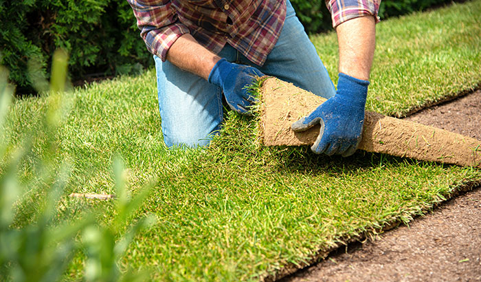 What are the Steps to Laying Sod?