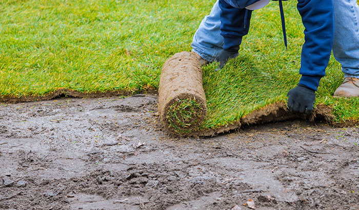 Saud grass clearance