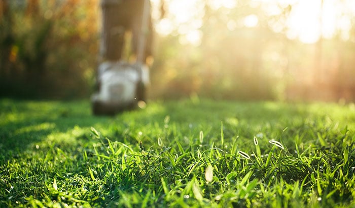 Top 3 Summer Lawn Care Tips in 2021