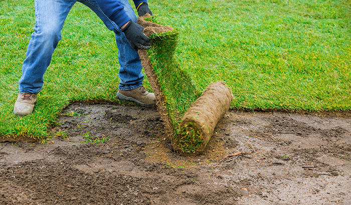 Rolled Sod: Is It Required?