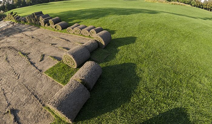 Can I Lay New Sod in Winter?