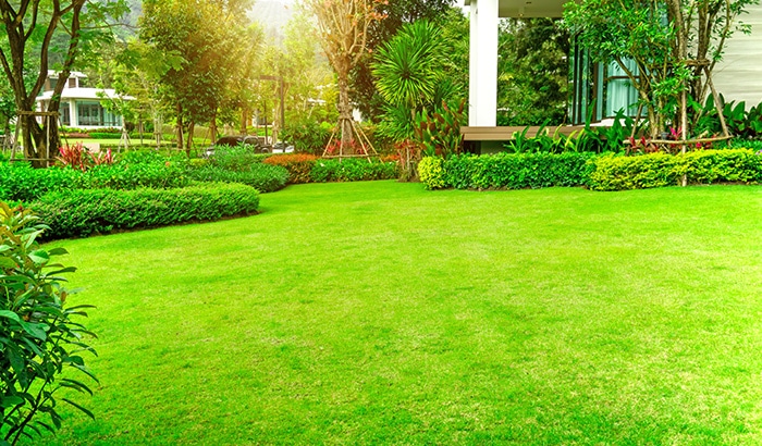 Top Summer Lawn Care Tips