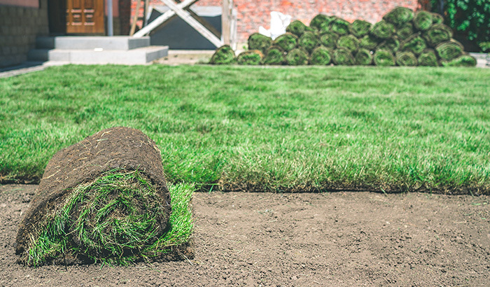 Your Timeline for Growing Sod