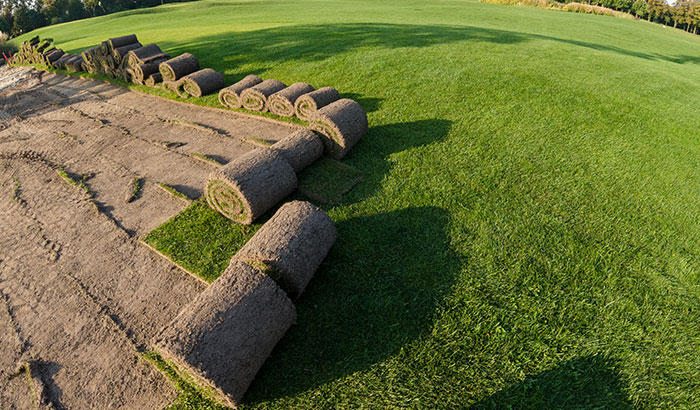 Is Sod Easy to Grow? What You Need to Know