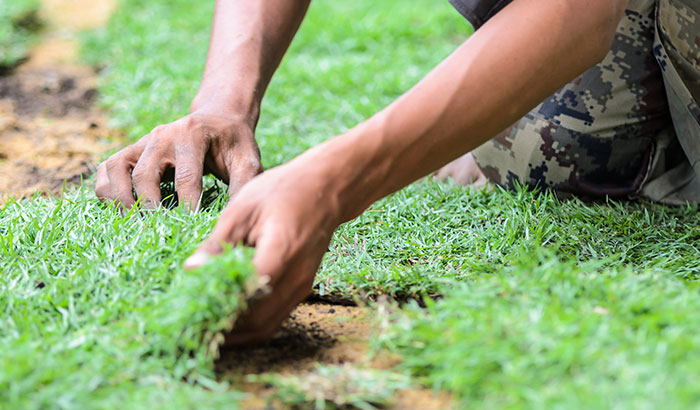 Here's What Not to Do When Laying Sod