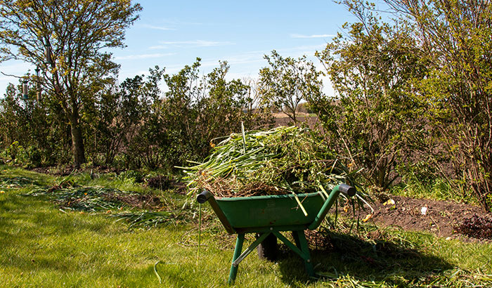 9 Tips For Weeding Your Lawn The Right Way