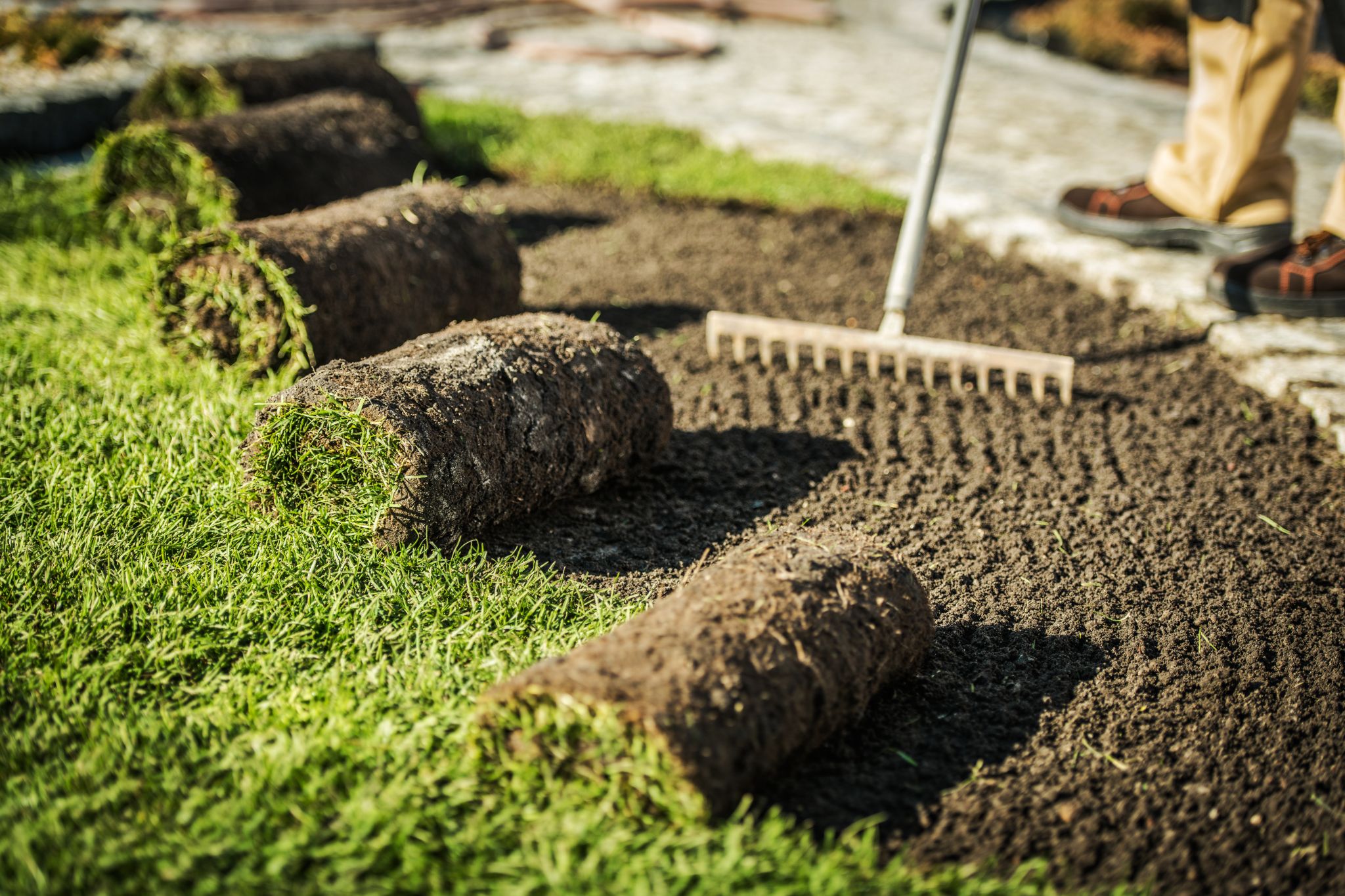 Several rolls of fresh green sod laid out on a raked patch of soil as a worker prepares the lawn.