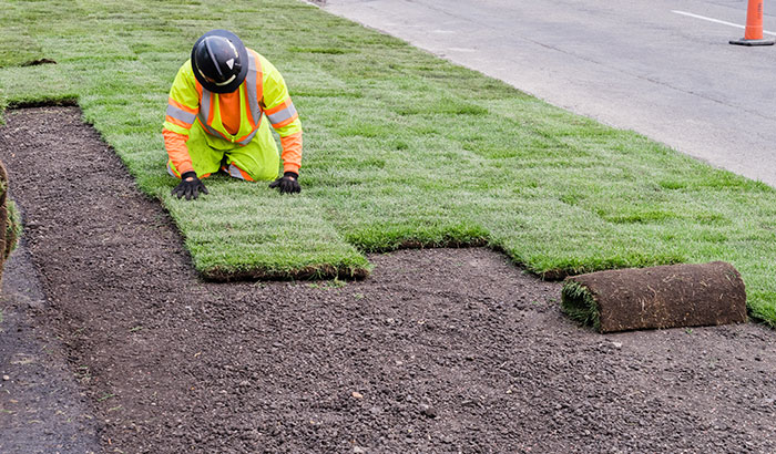 sod installation