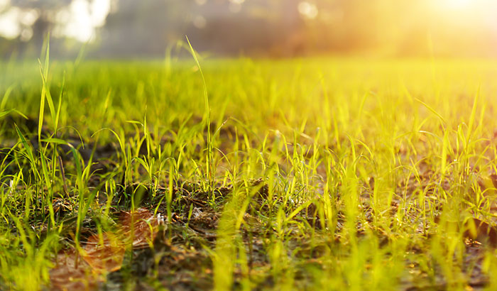 Here's Everything You Need to Know About Fertilizing Your Lawn