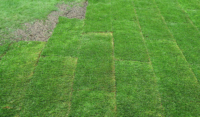Understanding the Basics of Sod Installation: Input From the Experts