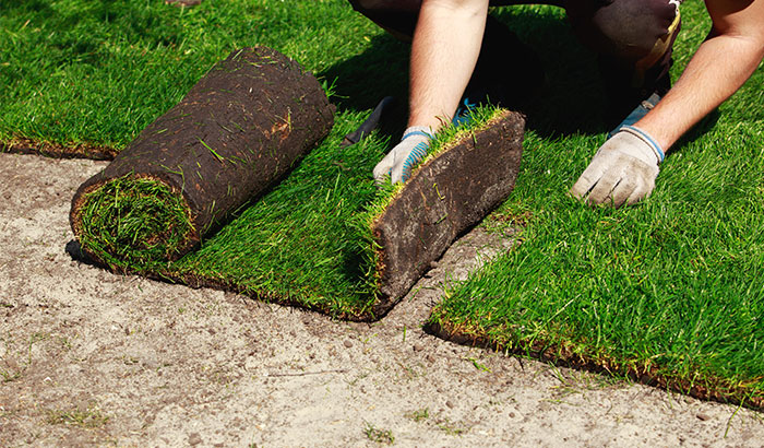 A person carefully placing a piece of grass on the ground.