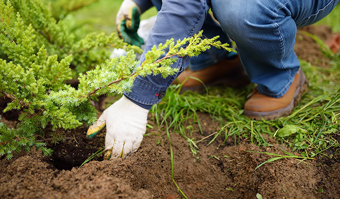 Sod In Utah: Understanding How the Climate Will Impact How You Care For Your Soil