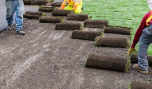 14 Things to Consider When Choosing Sod
