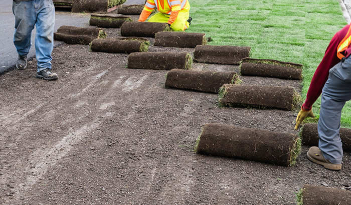 Group of workers laying sod on a road.