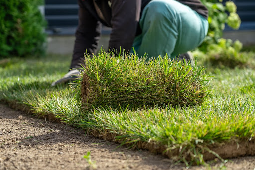 A person cutting grass in a garden as part of the Sod Installation Process.