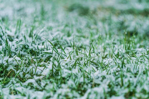 Frost-covered grass in winter