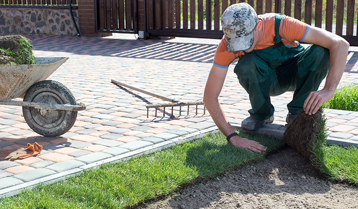 A man carefully planting grass in a garden, ensuring proper sod installation for a lush and healthy lawn.