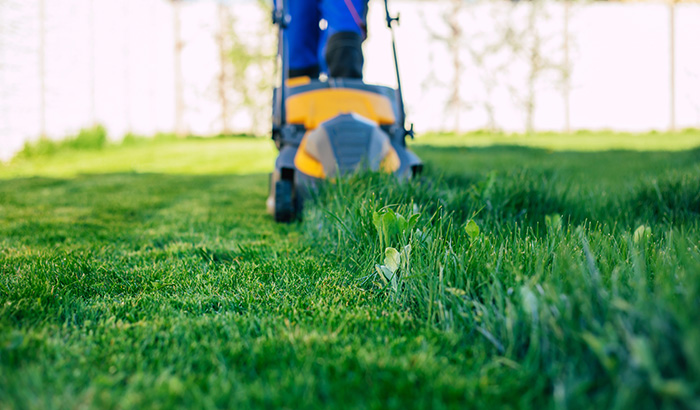 Lawn Care Tools Neatly Arranged On Freshly Cut Grass Under Sunny Skies