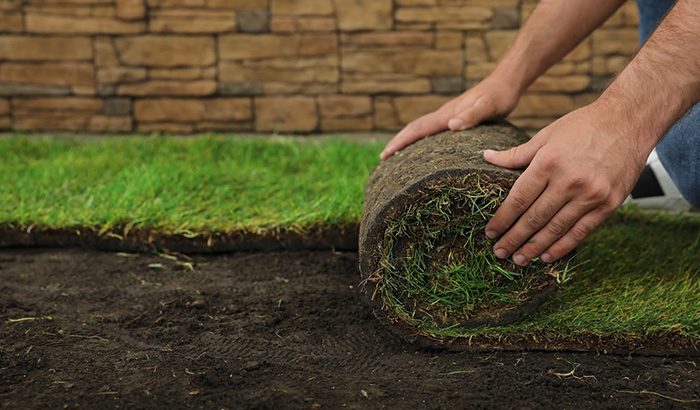 A Man Gently Placing A Piece Of Grass On The Ground