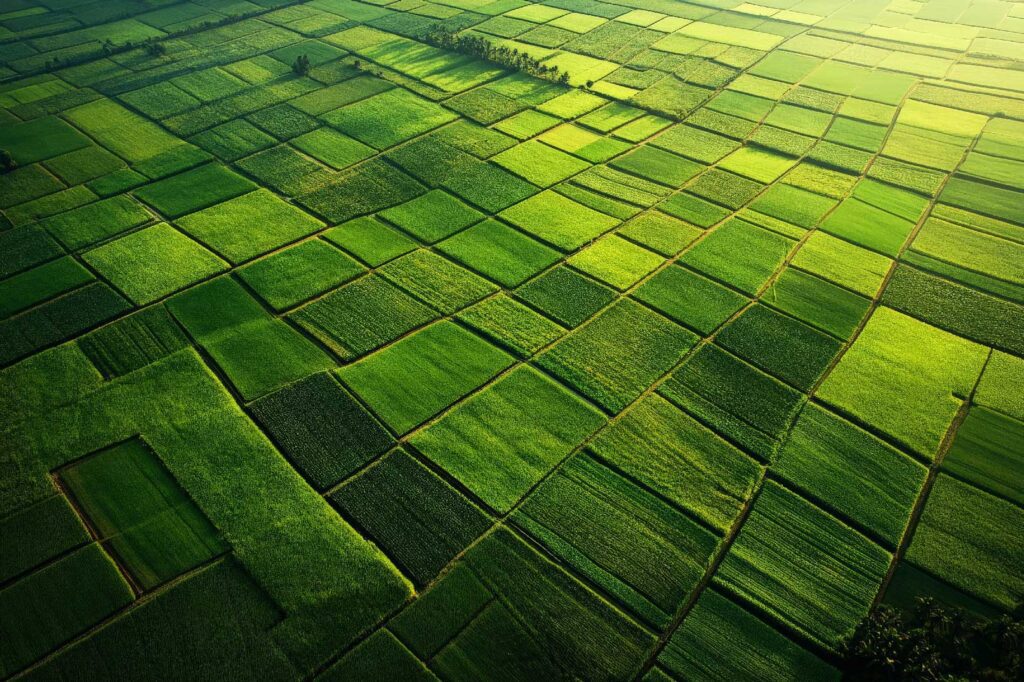 Aerial view of lush green agricultural fields arranged in a patchwork pattern, illuminated by sunlight.