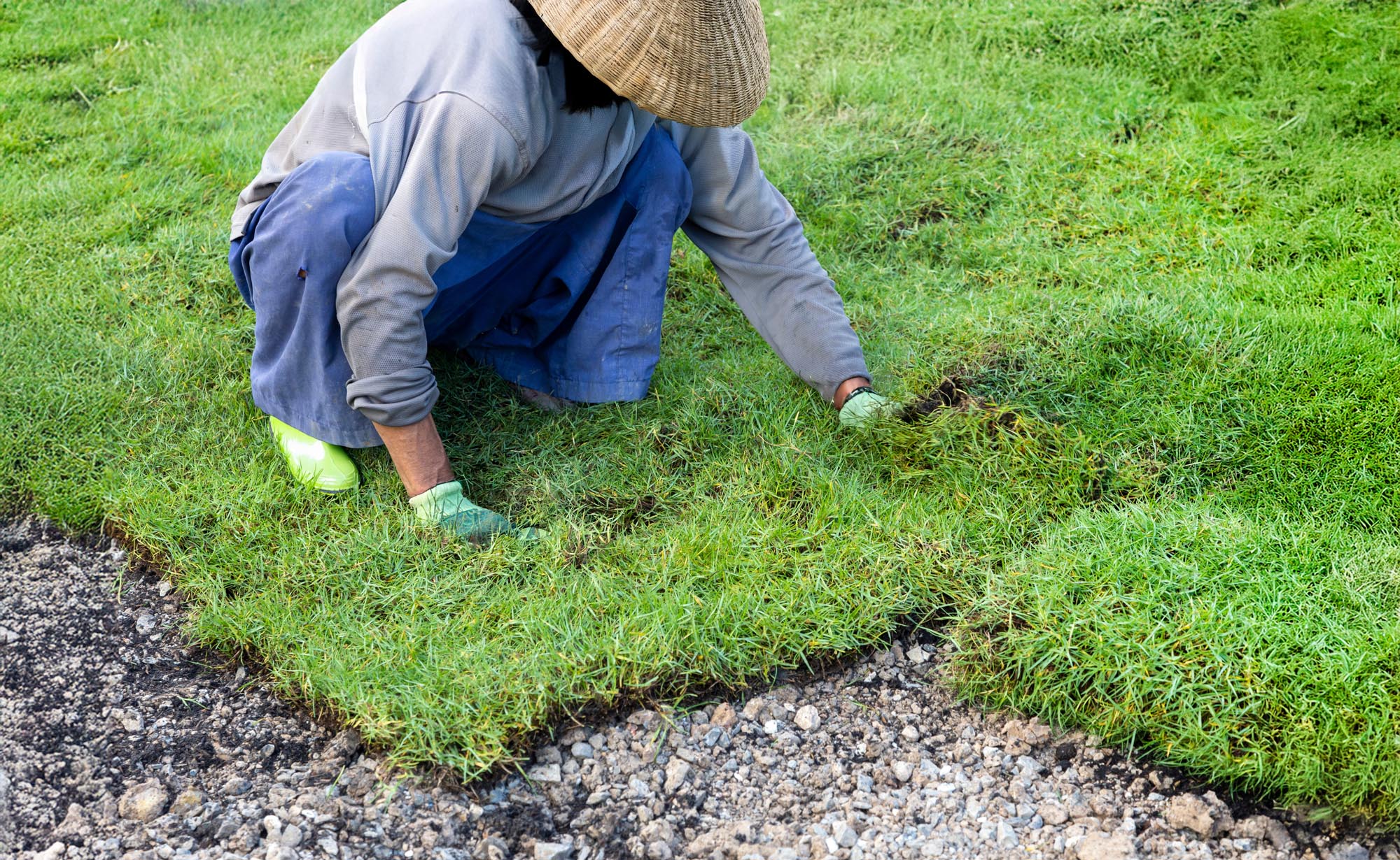 A gardener carefully laying sod on a lush green lawn.