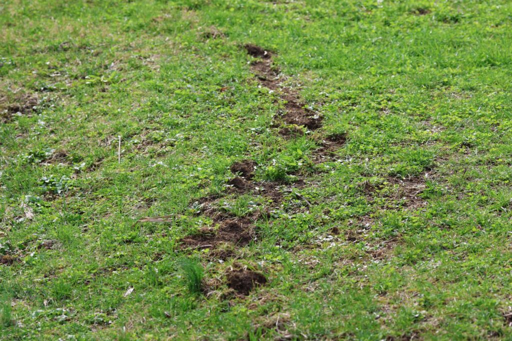 A trail of disturbed soil and damaged grass across a green lawn caused by mole or vole burrows.