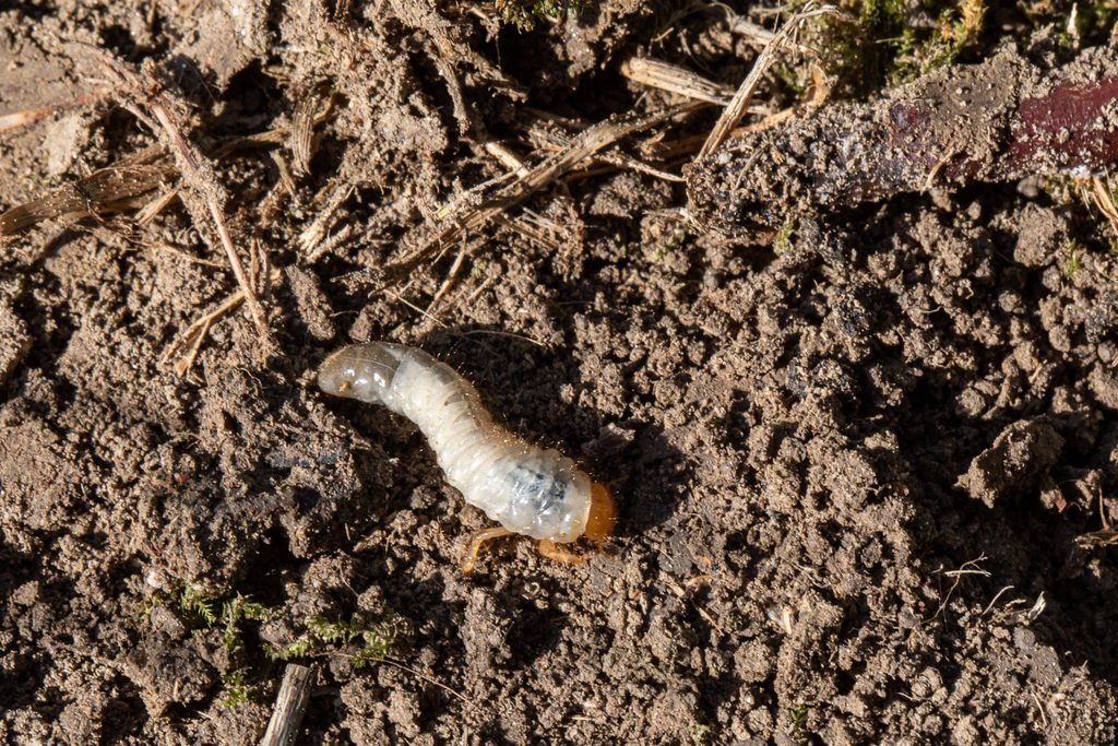 Close-up of a white grub larvae crawling on dark garden soil.