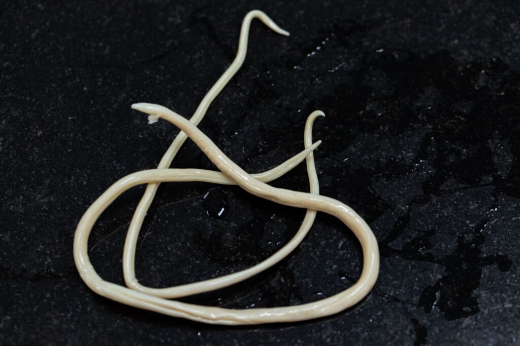 Close-up of white parasitic roundworms (Ascaris lumbricoides) against a dark background.